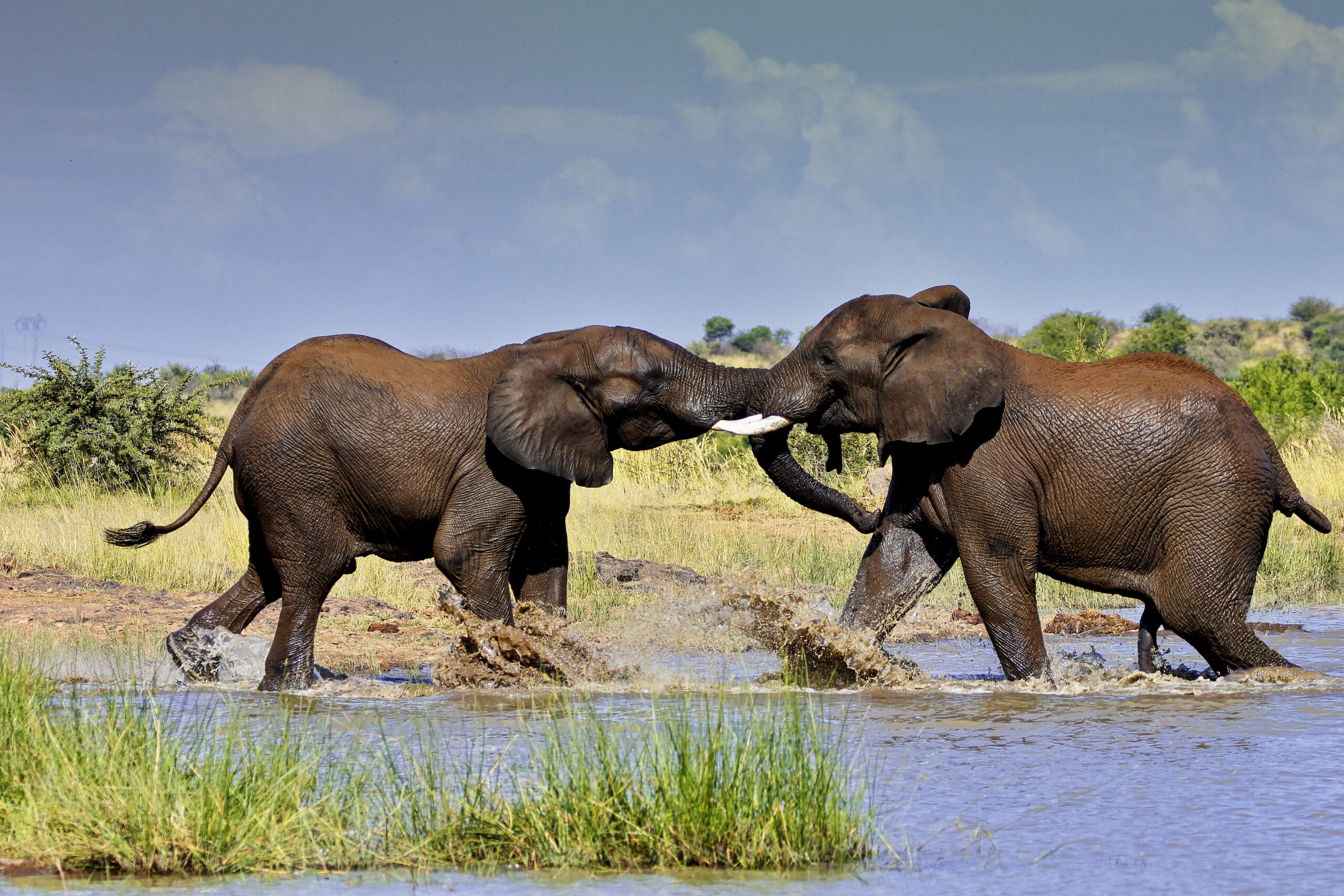 Wildlife Photography Techniques - Learner Guide